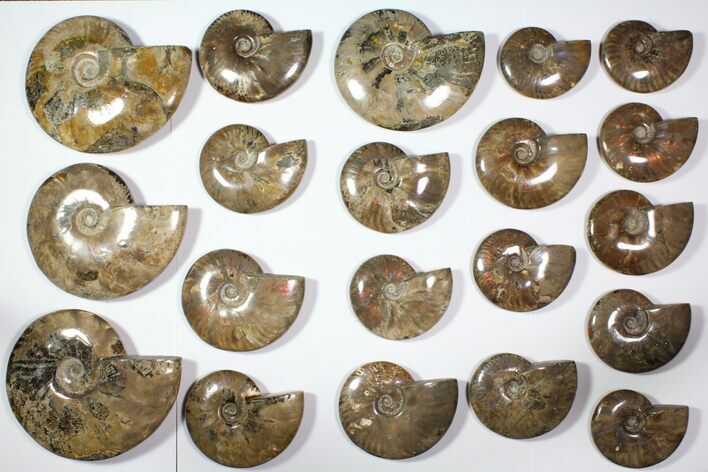 Lot: - Polished Whole Ammonite Fossils - Pieces #116637